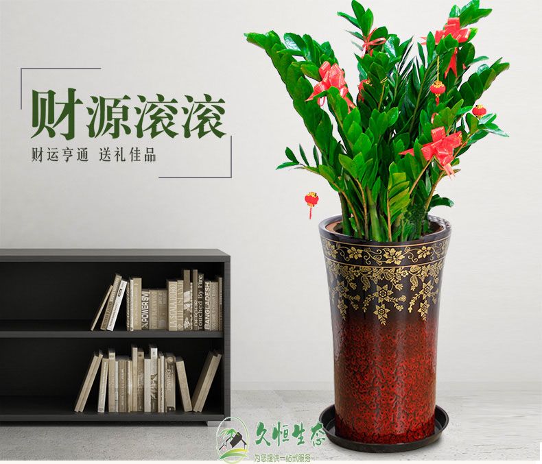 嘉兴南湖金钱树